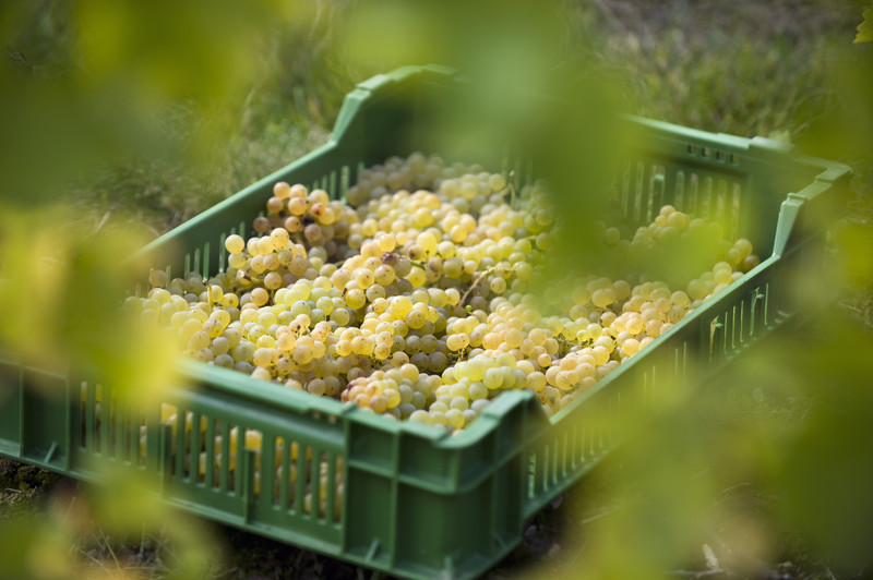 Weinlese Domaine Grand'Cour